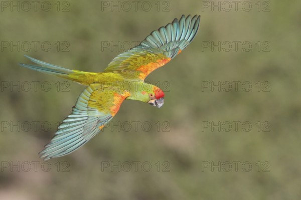 Red-fronted Macaw (Ara rubrogenys) in flight in Bolivia, South America