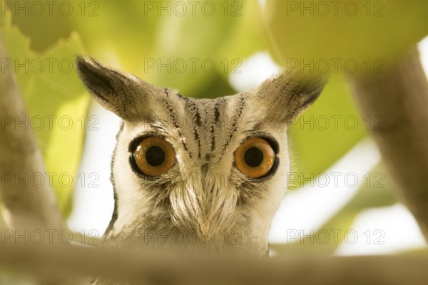Northern White-faced Owl (Ptilopsis leucotis), Gambia