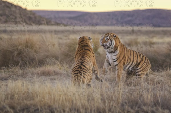 Bengal Tiger (Panthera tigris) two females fighting, captive, Philippolis, South Africa