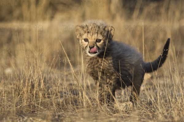 Cheetah (Acinonyx jubatus) cub walking, Castile-La Mancha, Spain