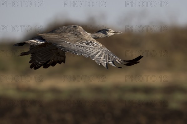 Kori Bustard (Ardeotis kori struthiunculus) male flying, Oromia, Ethiopia