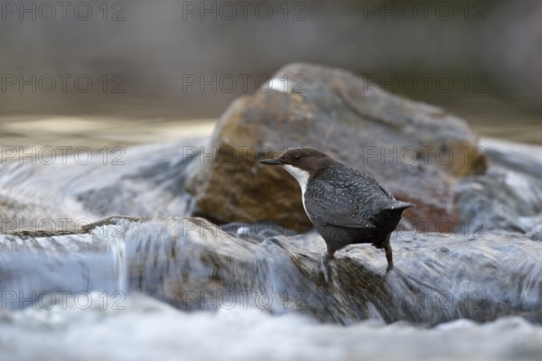 White-throated Dipper (Cinclus cinclus) foraging, North Rhine-Westphalia, Germany