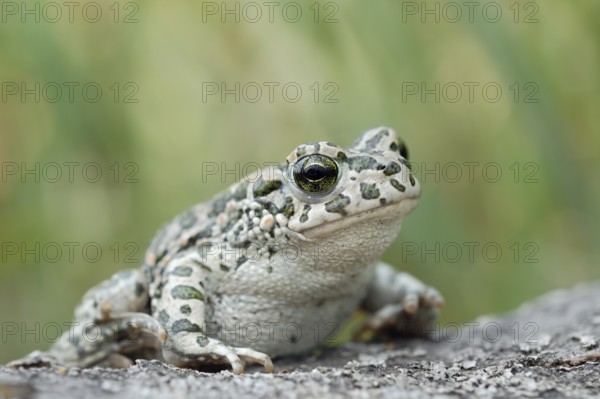 European Green Toad (Bufo viridis) climbing on a stone, North Rhine-Westphalia, Germany
