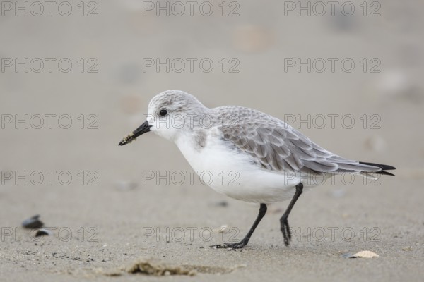 Sanderling (Calidris alba) on beach, Texel, Netherlands