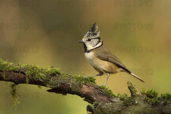 European Crested Tit (Lophophanes cristatus), Utrecht, Netherlands