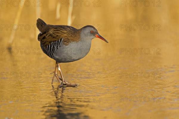 Water Rail (Rallus aquaticus), Cheshire, United Kingdom