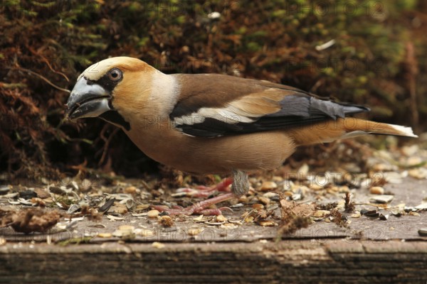 Hawfinch (Coccothraustes coccothraustes), Lower Saxony, Germany