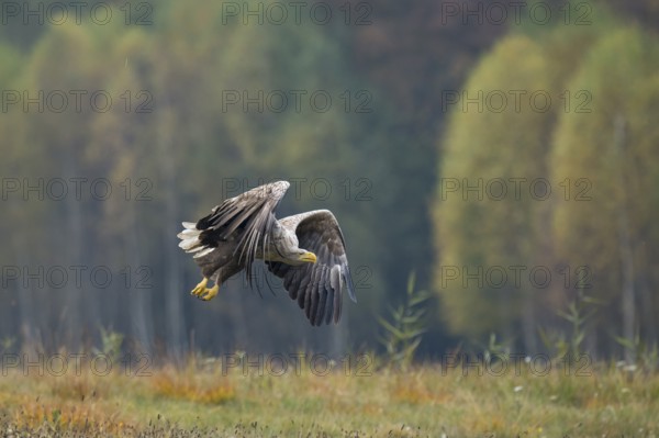 White-tailed Eagle (Haliaeetus albicilla) flying, Kutno, Poland