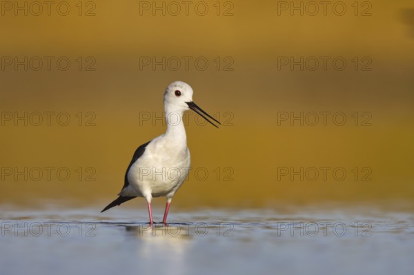 Black-winged Stilt (Himantopus himantopus) male foraging, North Rhine-Westphalia, Germany
