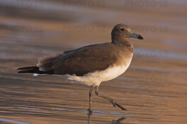Sooty Gull (Ichthyaetus hemprichii), Oman