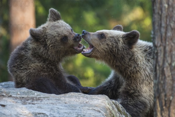 Eurasian Brown Bear (Ursus arctos) two fighting in forest, Finland