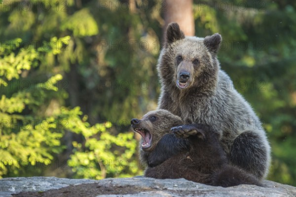 Eurasian Brown Bear (Ursus arctos) two fighting in forest, Finland