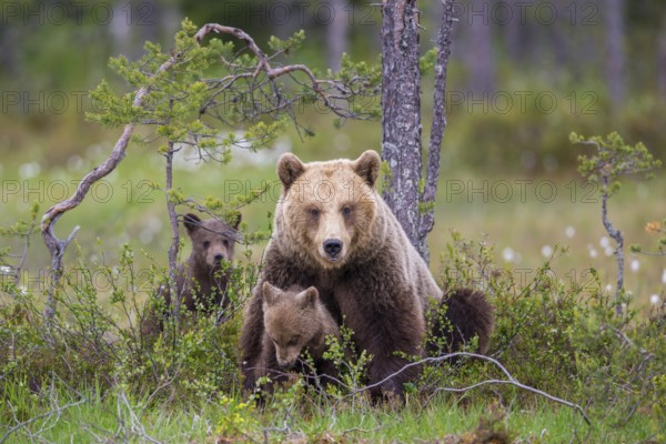 Eurasian Brown Bear (Ursus arctos) mother with cubs, Finland