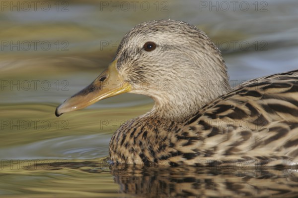 Mallard (Anas platyrhynchos) female, Arizona, USA