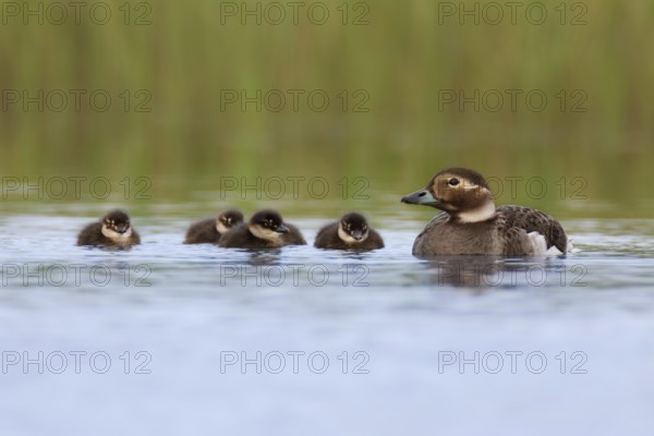 Long-tailed Duck (Clangula hyemalis) with chicks, Varanger, Norway