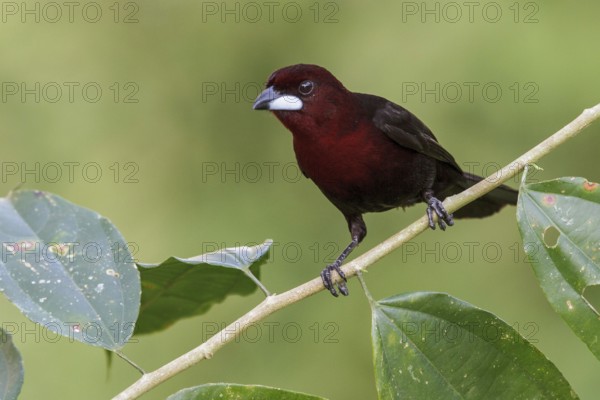 Silver-beaked Tanager (Ramphocelus carbo) perched on a branch in Manu National Park, Peru