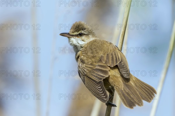 Great Reed Warbler (Acrocephalus arundinaceus) perched in reedbed, Mecklenburg-Western Pomerania, Germany