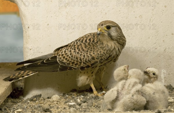 Common Kestrel (Falco tinnunculus) juvenile, Saxony, Germany