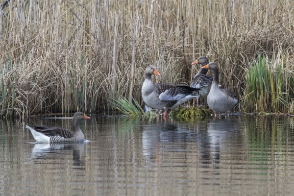 Greylag Goose (Anser anser) at a pond, Mecklenburg-Western Pomerania, Germany