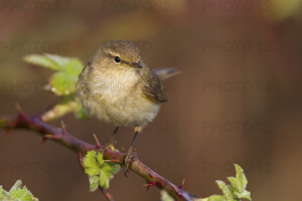 Common Chiffchaff - Zilpzalp - Phylloscopus collybita ssp. collybita, Germany