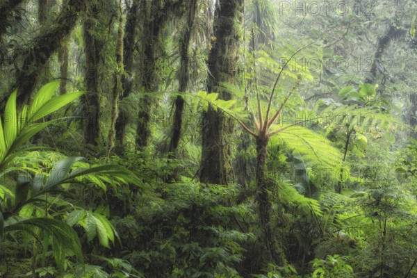 While shooting for my coffee table book on Costa Rica's natural wonders, I needed a shot that captured the essence of the famed Monteverde cloud forest. That's a tall order of course. I took a number of photos in the area but this one, actually taken in the nearby Santa Elena Cloud Forest Reserve which is a local community-run refuge, was the one that most said Monteverde to me. The sunlight breaking through the misty cloud forest and the tree ferns, palms, bromeliads and mosses encapsulated what Monteverde is all about to me