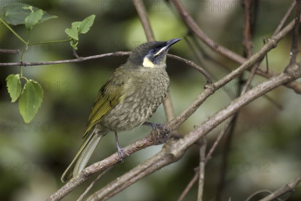 Lewin's Honeyeater (Meliphaga lewinii), New South Wales, Australia