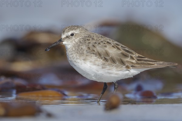 White-rumped Sandpiper (Calidris fuscicollis) feeding in a tidal lagoon in the Falkland Islands