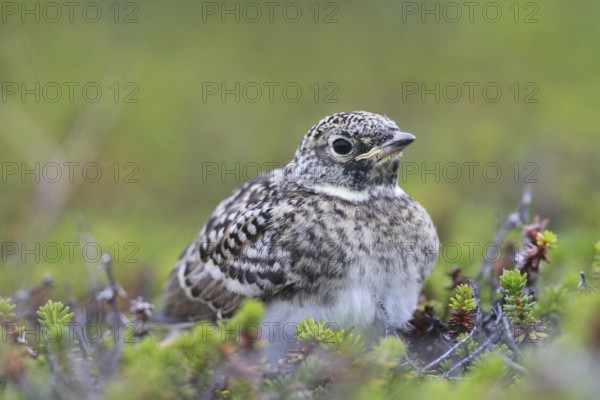 Horned Lark (Eremophila alpestris) juvenile, Varanger, Norway