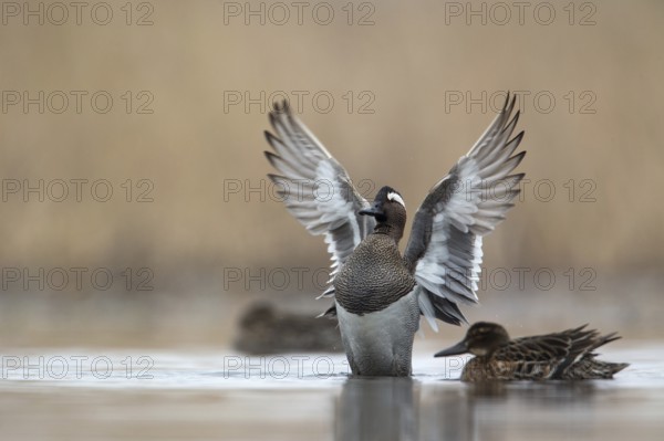 Garganey (Spatula querquedula) male, Saxony, Germany