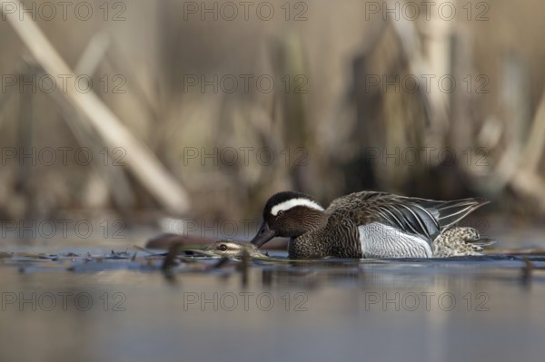 Garganey (Spatula querquedula) pair mating, Saxony, Germany