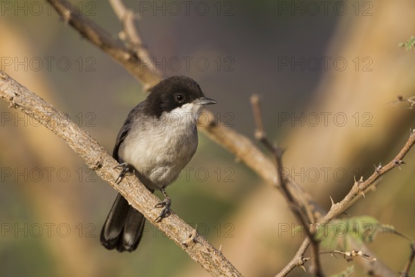 Arabian Warbler (Sylvia leucomelaena) perched on a branch, Oman