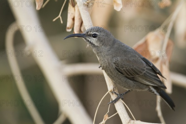 Shining Sunbird (Cinnyris habessinicus) female, Oman