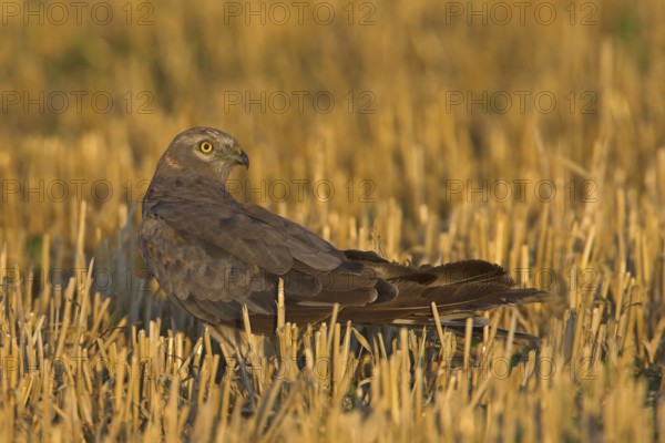 Montagu's Harrier (Circus pygargus) male, Rhineland-Palatinate, Germany