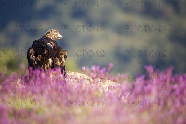 Golden Eagle (Aquila chrysaetos), Madrid, Spain
