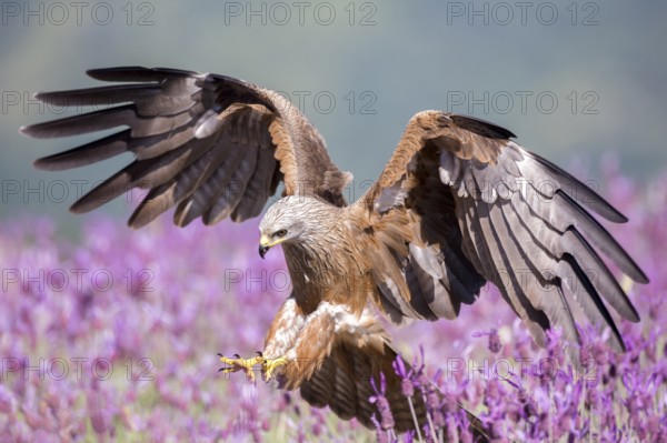 Black Kite (Milvus migrans), Madrid, Spain