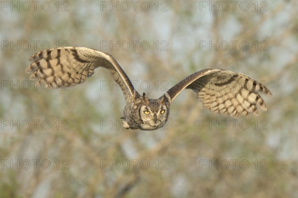 Great Horned Owl (Bubo virginianus) flying, Texas, USA