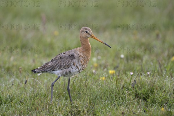 Uferschnepfe (Limosa limosa), Black-tailed Godwit, April, Insel Texel, Nordholland, Nordsee, Niederlande
