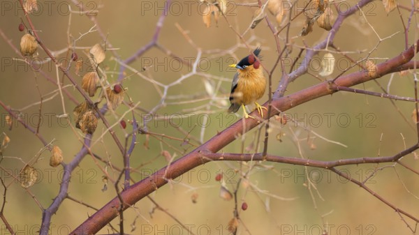 Brahminy Starling (Sturnia pagodarum), Tadoba National Park, India