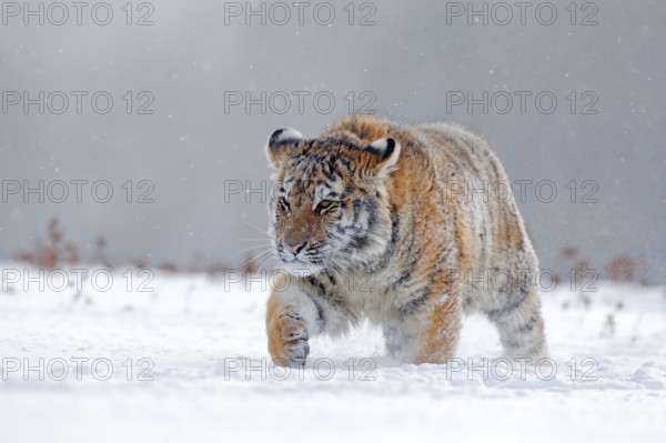 Running tiger with snowy face. Tiger in wild winter nature. Amur tiger running in the snow. Action wildlife scene, danger animal. Cold winter, tajga, Russia. Snowflake with beautiful Siberian tiger