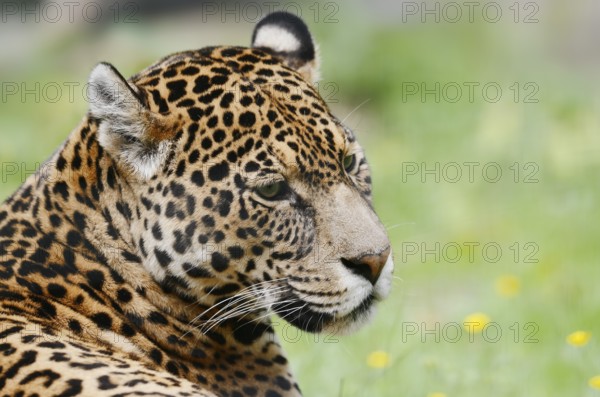 Jaguar (Panthera onca), portrait, captive, occurrence in South America