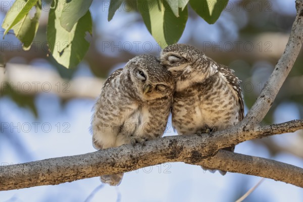 Brahma owls (Athene brama), Bandhavgarh National Park, Tala, Manpur, Madhya Pradesh, India