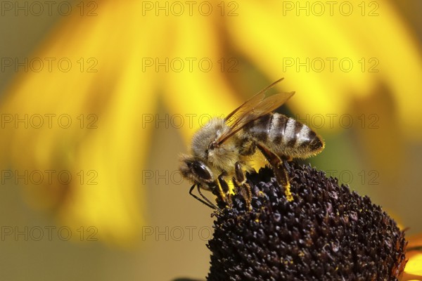 European honey bee (Apis mellifera), collecting nectar from a yellow coneflower (Echinacea paradoxa), macro photograph, Wilnsdorf, North Rhine-Westphalia, Germany