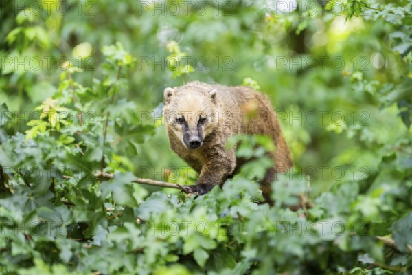 South American coati (Nasua nasua) walking on a tree, captive, Zoo Augsburg