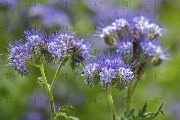 Lacy phacelia, tansy-leaf phacelia, blue tansy, purple tansy (Phacelia tanacetifolia), insectary bee plant in garden, native to the US and Mexico