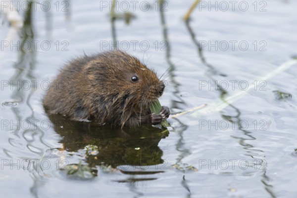 Water vole (Arvicola amphibius) adult rodent animal feeding on a reed leaf in a pond in summer, Suffolk, England, United Kingdom