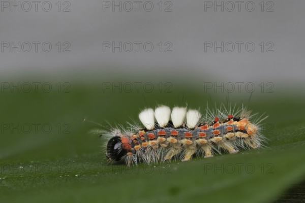 Close-up of a caterpillar of the blackthorn brush moth (Orgyia antiqua) on a green leaf in a natural environment, Hesse, Germany