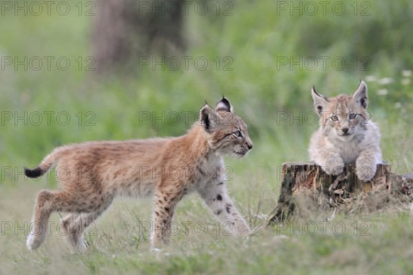 Cubs... Eurasian lynx (Lynx lynx), two young lynx playing with each other on an old tree stump, cute kittens, captive, native nature, Germany, Western Europe