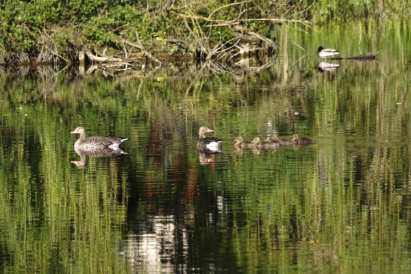 Greylag geese with offspring at a lake, May, Germany