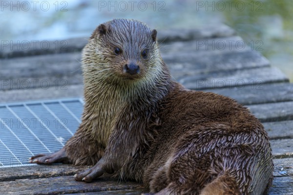 An otter with wet fur sits relaxed on a wooden platform by the water, European otter (Lutra lutra) Germany