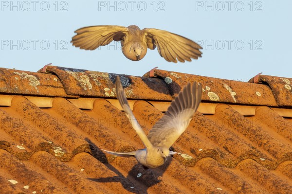 Two pigeons actively flying over an orange-coloured tiled roof under the sky, Eurasian collared dove (Streptopelia decaocto), wildlife, Germany